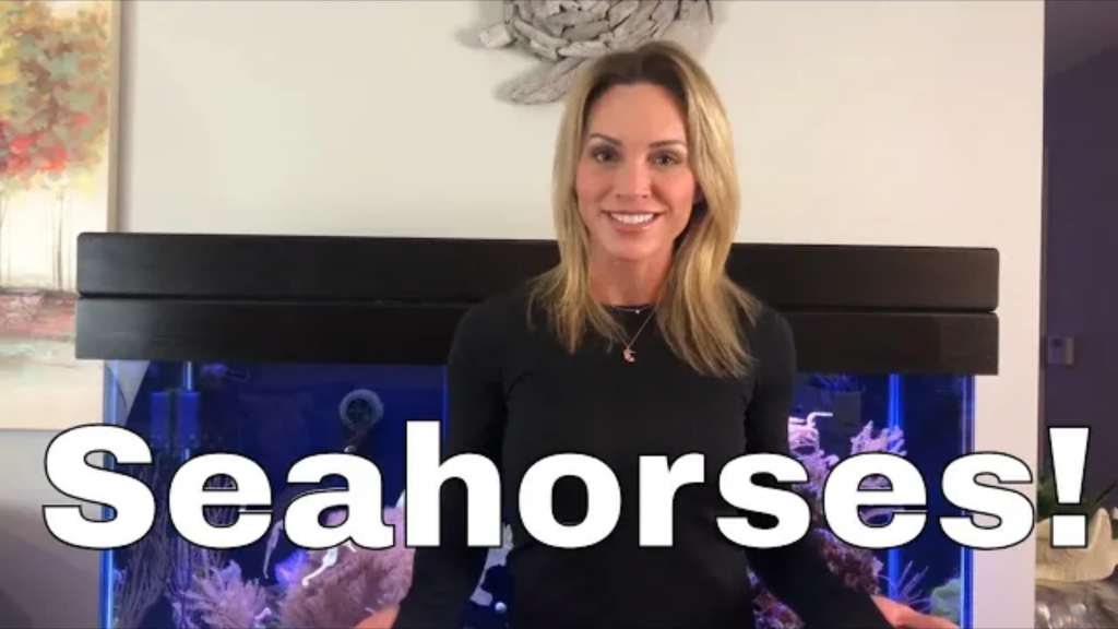 Seahorses: Can you keep them?