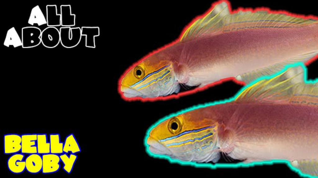 Bella Goby: All you need to know