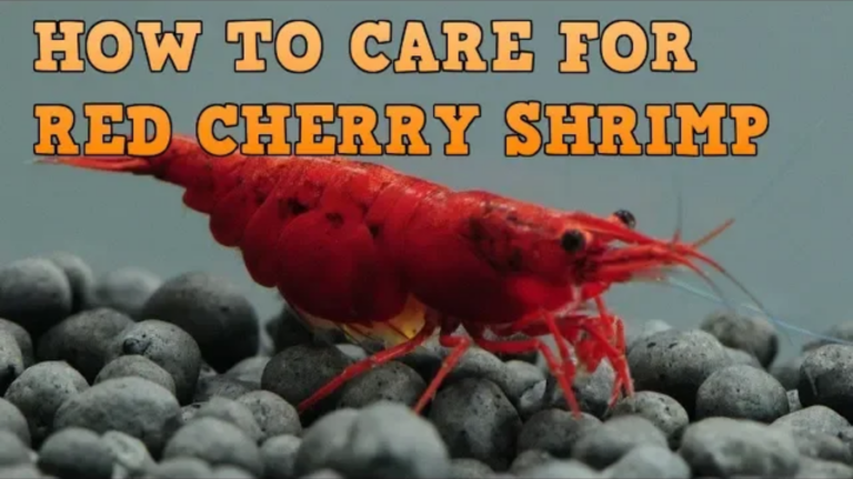 How to take care of your Red Cherry Shrimps