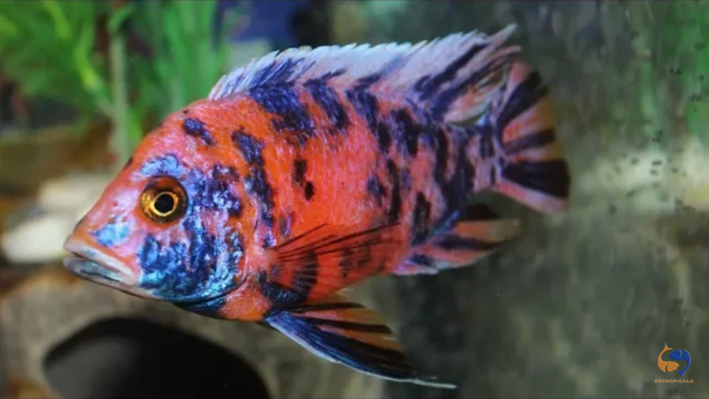 Evil Fish: stop aggression in your aquarium