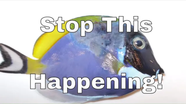 Powder Blue Tang: do you really want one?