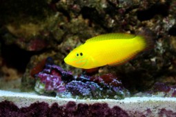 5 Most Useful Fish for Your Marine Aquarium