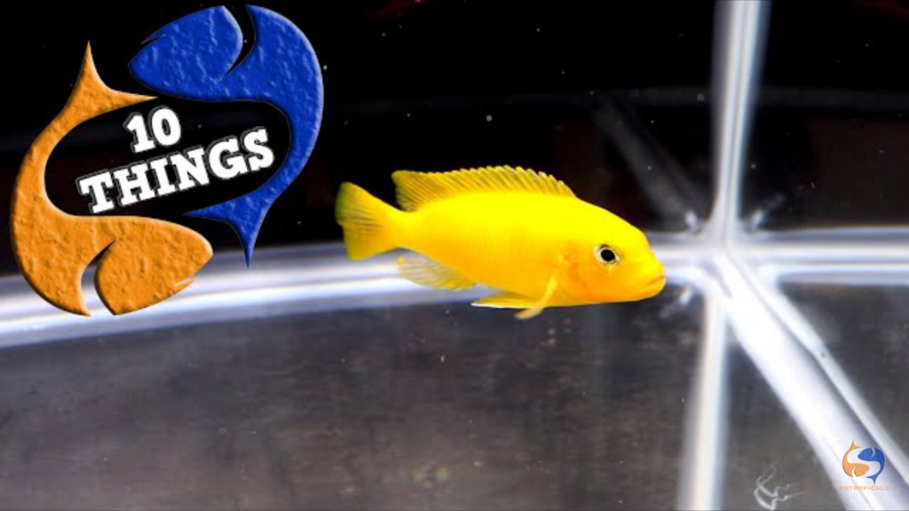 10 tips on how you can make your aquarium look cleaner