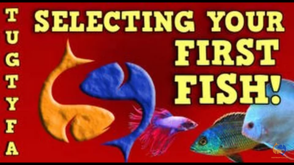 Guide to selecting your first aquarium fish