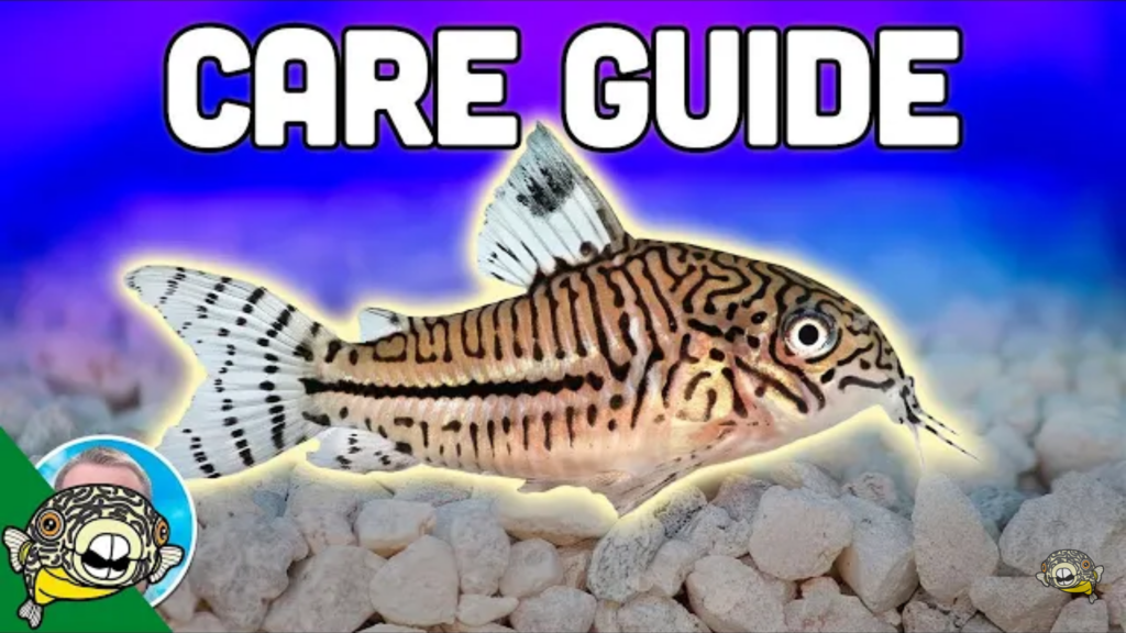 Cory Catfish: complete care guide
