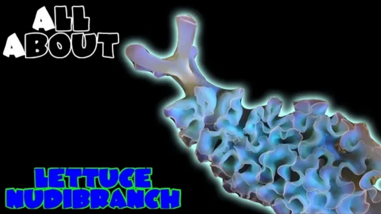 Lettuce Nudibranch or Sea Slug: all you need to know