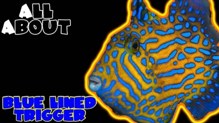 Blue Lined Triggerfish: complete guide
