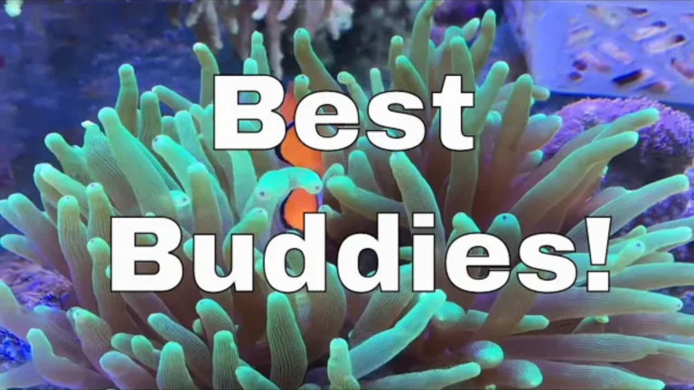 Clownfish and Anemone Symbiotic Relationship: Aquarium  Guide