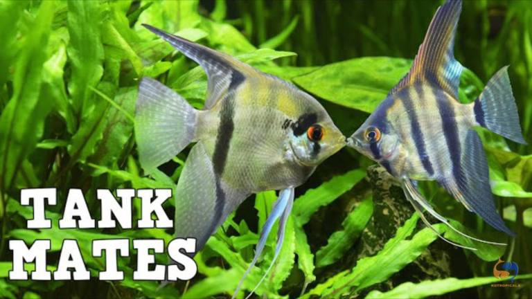 Top 10 tankmates for your Angelfish