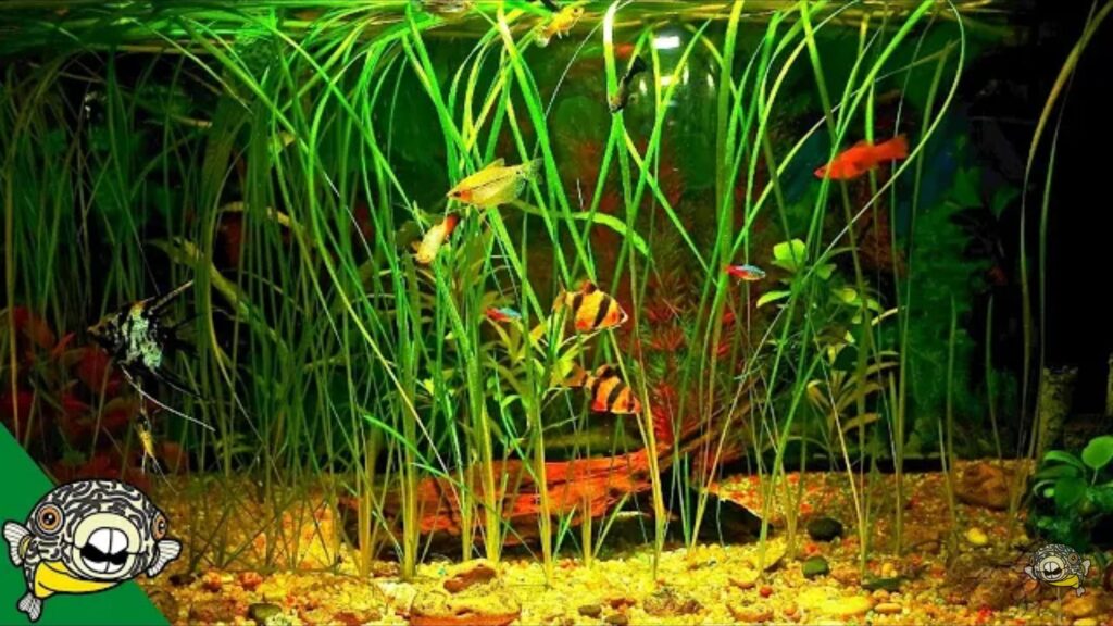 How to Grow a Healthy Planted Aquarium