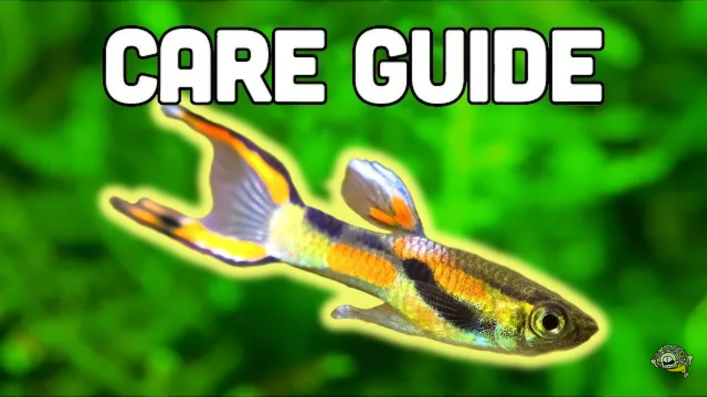 Endler’s Livebearer: best livebearer for beginners