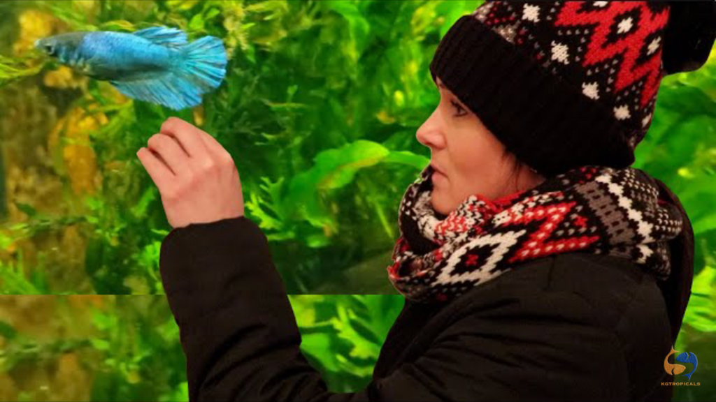 Do your Betta needs a heater?