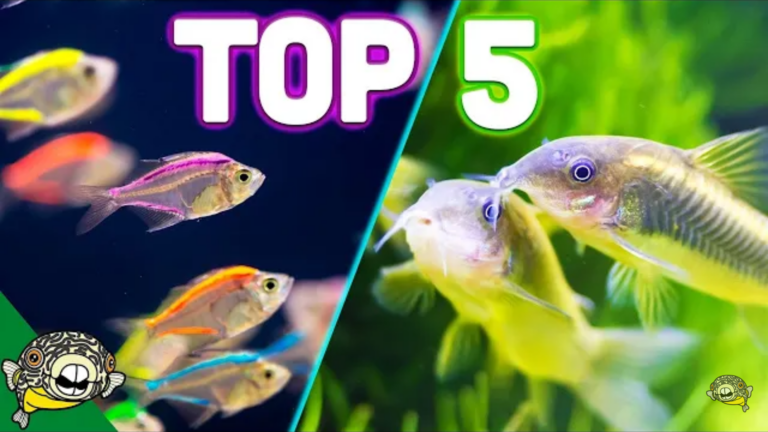 Top 5 schooling fish: best for beginners