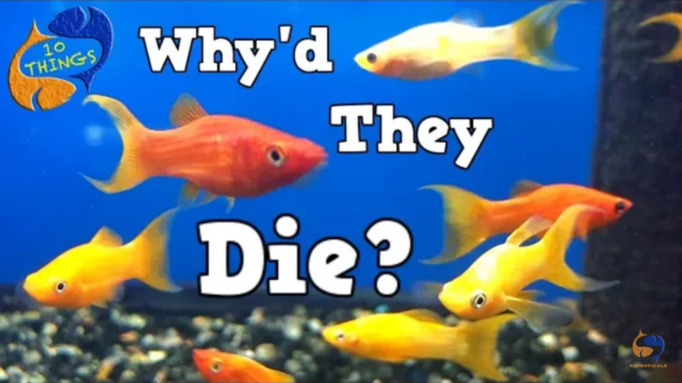 Why do fishes keep dying in your tank?