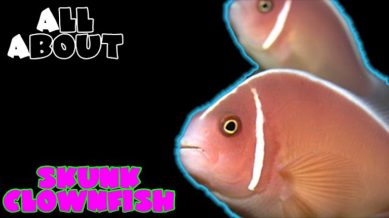 Skunk Clownfish : All you need to know