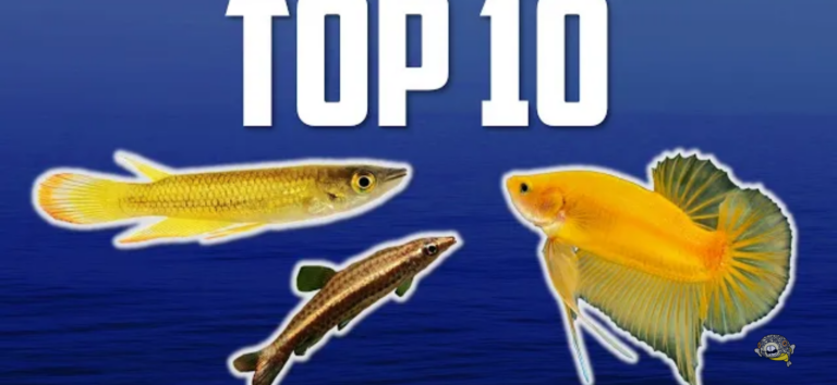 Top 10 top-dwelling fish to fill top one-third of your aquarium