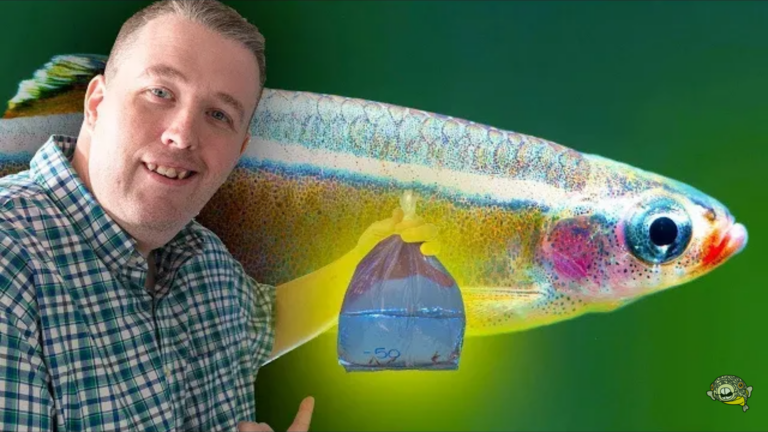 Top 5 fishes for your 5-gallon aquarium