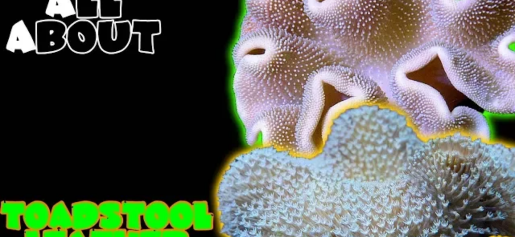 Toadstool Leather: complete care guide