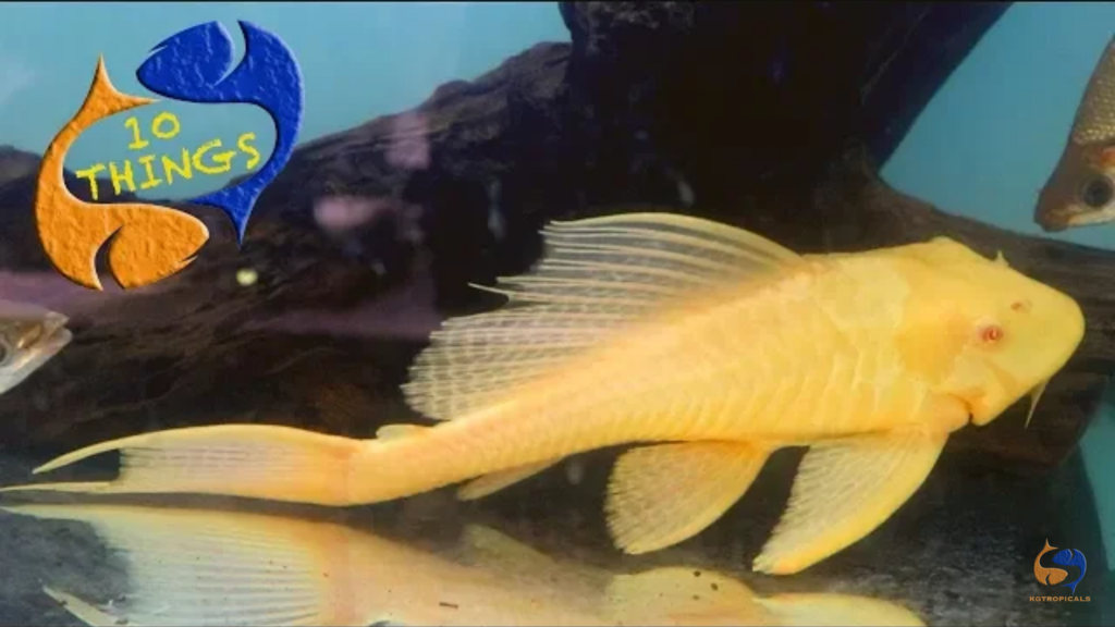 Common Plecostomus: one of the most mistreated fish in the hobby