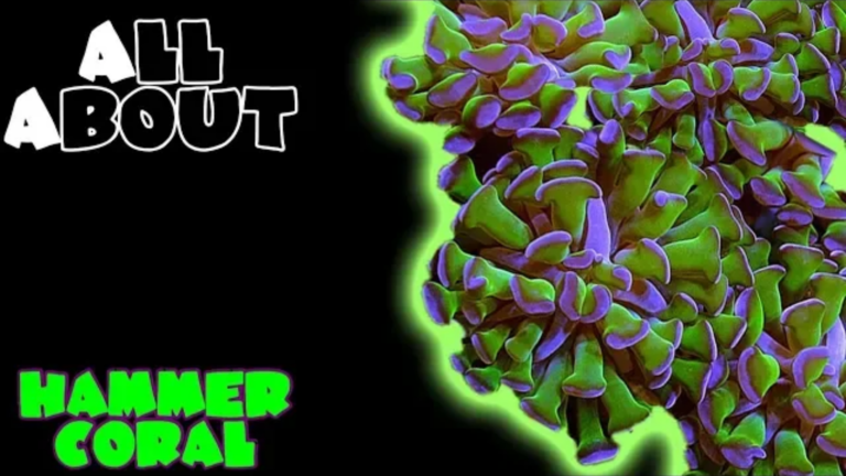 Hammer Corals: complete care guide