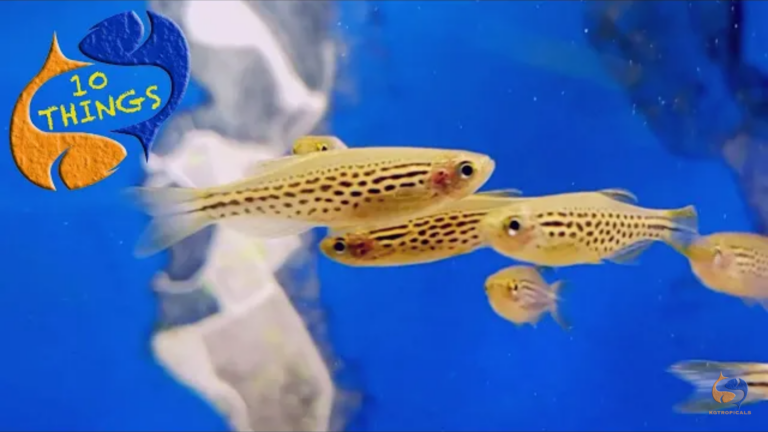 Danios: the most active fish in your tank