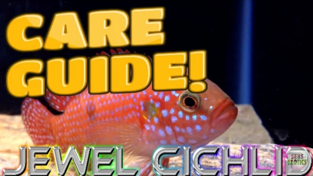Jewel Cichlid: complete care guide
