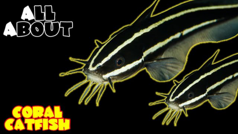 Striped Eel Catfish/ Saltwater Catfish/ Marine Catfish: all you need to know