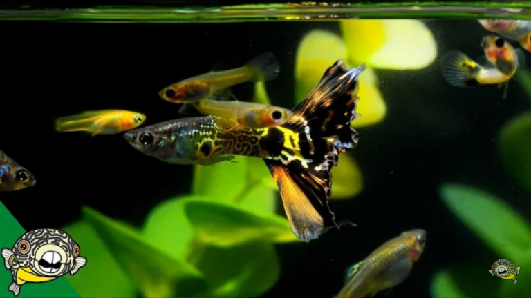 Guppy Fish: complete care guide