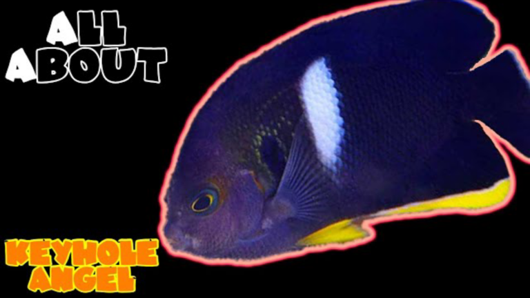 Keyhole Angelfish: all you need to know