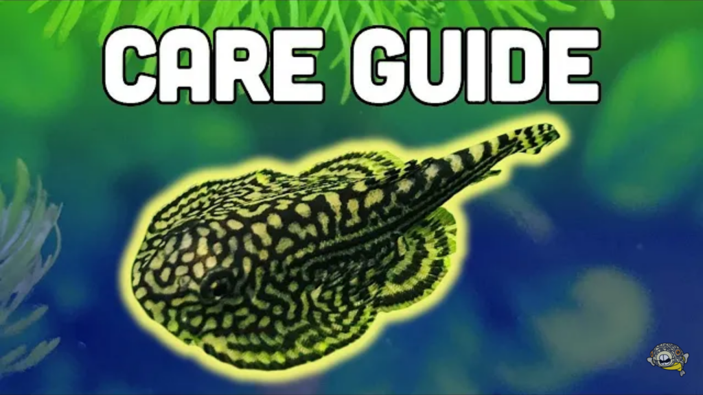 Hillstream Loaches: complete care guide