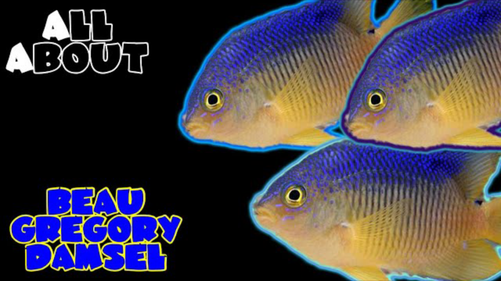 Beau Gregory Damsel: All you need to know