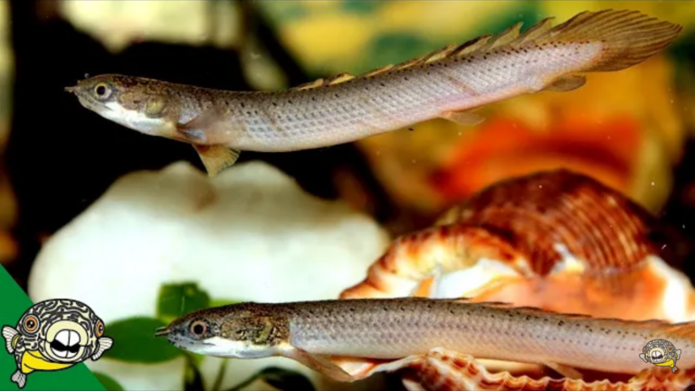 Senegal Bichir: Complete care guide