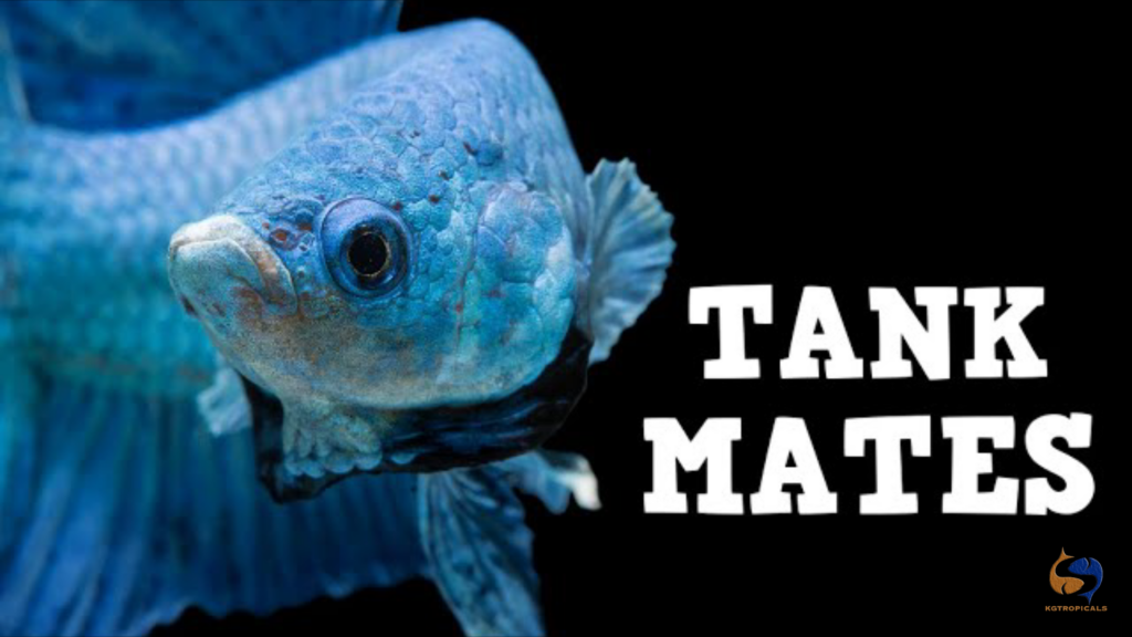 Betta :top 10 tankmates