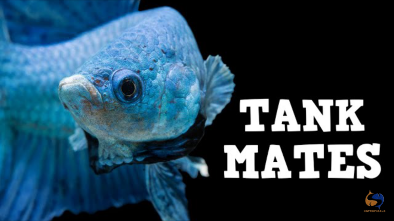 Betta :top 10 tankmates