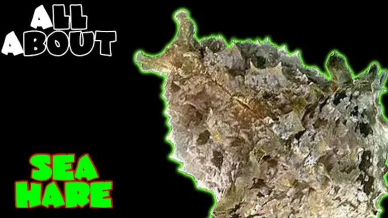 Dolabella Sea Hare: all you need to know