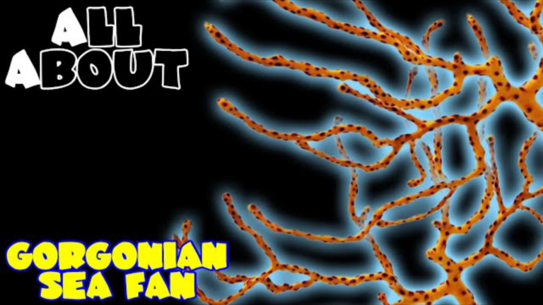 Gorgonian Sea Fan/ Yellow Finger Gorgonian Sea Fan: care guide