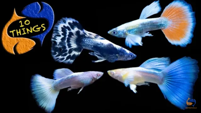 Guppies: 10 Things you should know before buying guppies