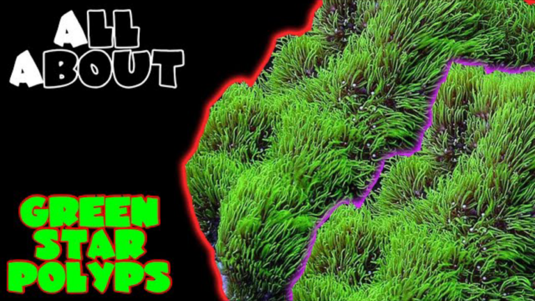 THE GREEN STAR POLYPS/ GSP’s: Complete care guide