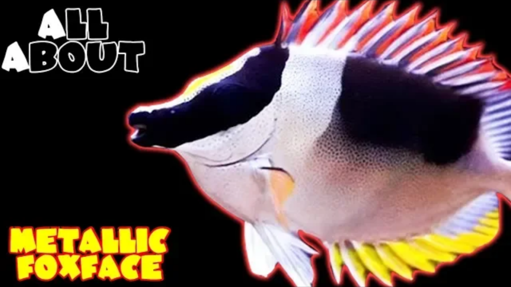 Metallic Fox Face/ Magnificent Fox Face: Complete care guide