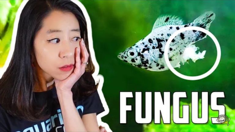 How to treat and prevent fungal infection on your aquarium fish?