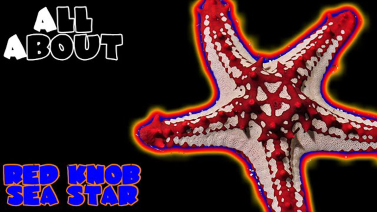 The Red Knob Sea Star: All you need to know