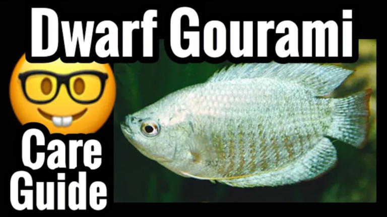 Dwarf Gourami: Complete care guide
