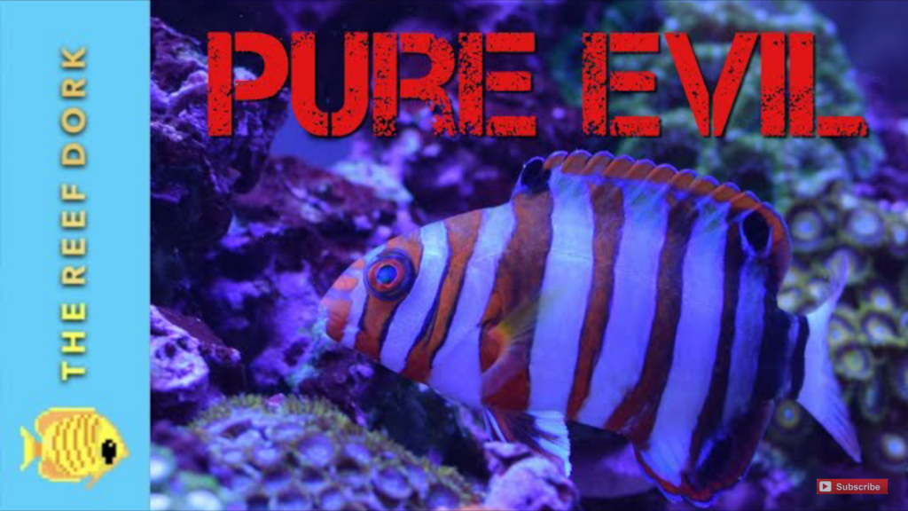 Do you really want a Harlequin Tusk fish