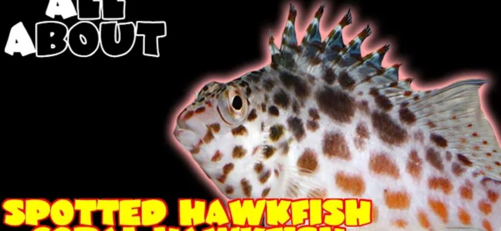 Spotted Hawkfish/ Pixy Hawkfish/ Coral Hawkfish: All you need to know