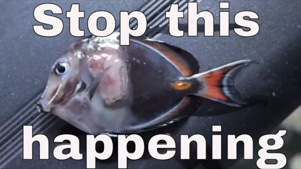 Achilles Tang: do you want one in your reef tank?