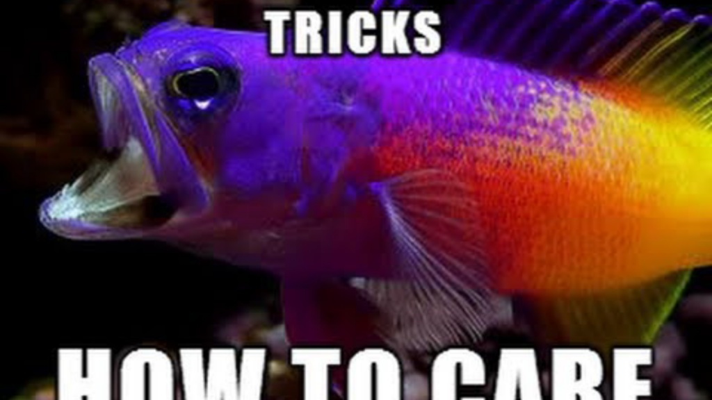 Royal Gramma: complete beginner’s guide