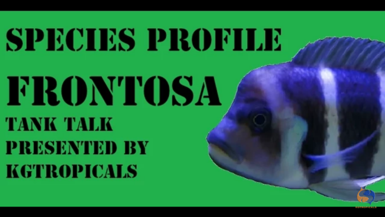 Frontosa Cichlid: a complete care guide