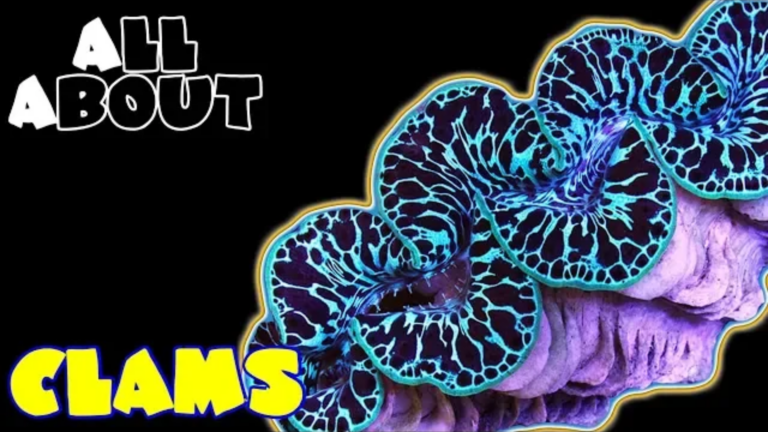 Clam Corals: all you need to know