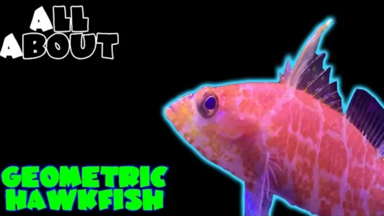 Geometric Hawkfish/ Pygmy Perch let/ Hi Pin Perch let: All you need to know