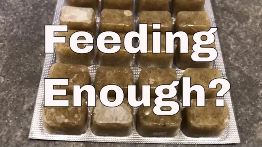 Feeding your fish: is your fish eating properly?